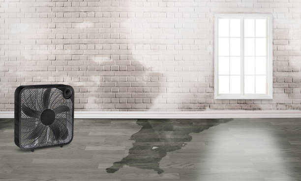 Best Flood restoration services  in Louisburg, KS